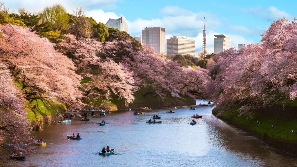 A scenic river with boats and people leisurely floating down its tranquil waters with cherry blossom trees on the side